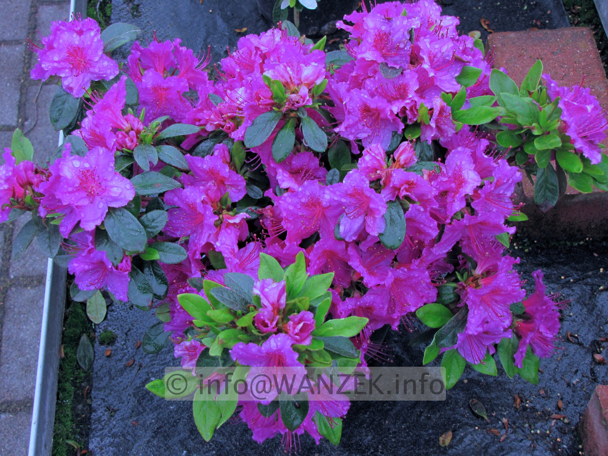 Azalea japonica Koenigstein.jpg